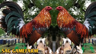 Spangled Hatch Grey Albany  SAG Gamefarm 💯🐓🐓🐓💥💥💥💥💥💥 [upl. by Betsey]