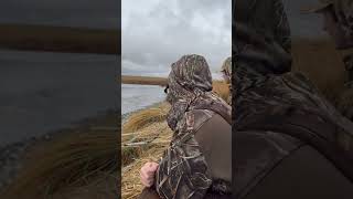 Early Season Mallards hunting mallard duckhunter nebraska kill fall [upl. by Allegra719]