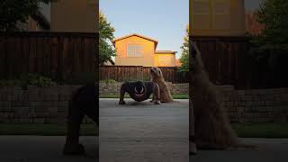 Day 163  22 Push Ups health motivation anxiety depression fitness funny goals dog puppy [upl. by Jac]