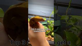 Top 3 reasons to get a crested gecko crestedgecko lizard reptiles trending youtubeshorts fyp [upl. by Aleicarg]