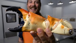 The Truth About Stone Crab [upl. by Eissim]