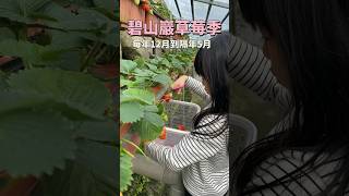 台北市也可以採草莓🍓 [upl. by Stilla]