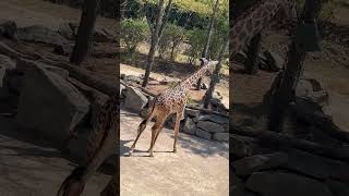 Melman Melman Melman foryou animals shortsvideo shortvideo shorts funny madagascar [upl. by Katerina]