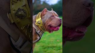 👑Pitbull vs Dogo Argentino fight😨🔥dogs shorts pitbull [upl. by Risley]