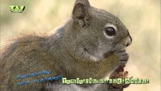 American Red Squirrel  Tamiasciurus hudsonicus [upl. by Shira464]