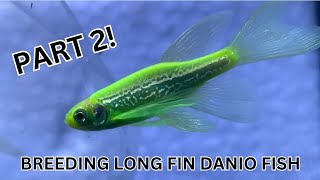 How to Breed Danio Fish Part 2 Step by Step From Breeding to Having Danio Fry [upl. by Acassej]