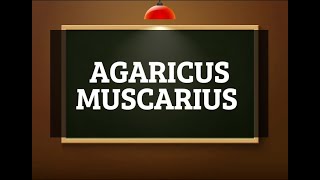 Agaricus muscarius [upl. by Ahgem]