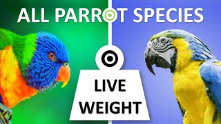 All Parrot Species Live Weight  Parrots  Love Birds  Macaws  Lorikeets [upl. by Loraine]