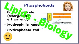 Lipids ALevel Biology [upl. by Zeuqirdor]