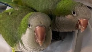 Amazing Quaker Parrots Talking to Each Other and Singing Together [upl. by Juni]