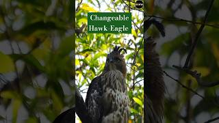 Changeable HawkEagle pray hunting birds reels nature superman dccomics wildlife music [upl. by Azaria294]