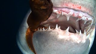 Porbeagle Shark fight back [upl. by Namref]