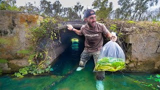 Chasing GIANT Fish STUCK In a TINY Creek unbelievable spot [upl. by Warwick438]