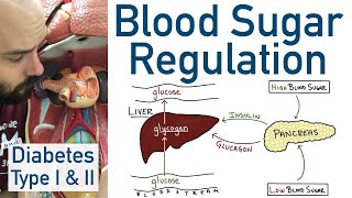 Blood Sugar Regulation  Pancreas Liver Type 1 Diabetes Type 2 Diabetes [upl. by Neehs]