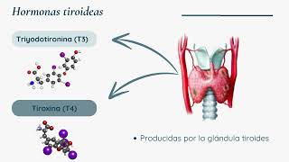 Receptores hormonales intracelulares [upl. by Kauffmann921]