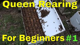 Queen rearing for Beginners [upl. by Eidoj]