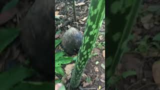 Cara mudah mengenali porang Amorphophallus muelleri atau porang Bentuk daun amp warna batang porang [upl. by Renee]