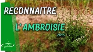 Ambroisie ou armoise reconnaître la plante invasive  2015 [upl. by Lawson506]