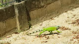 SurinameGrote leguaan bij Fort zeelandia [upl. by Llatsyrk]