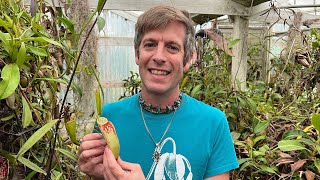 Plant of the Day Nepenthes glabrata [upl. by Gothar802]