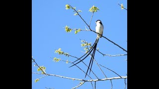 Call of the Pintailed Whydah  Filmed by Greg Morgan [upl. by Atteloj882]