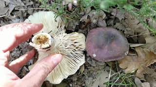 Truco para identificar la exquisita carbonera Russula cyanoxanthasus láminas quotlardáceasquot [upl. by Akimik]