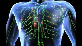 HOW IT WORKS The Lymphatic System [upl. by Tneciv]