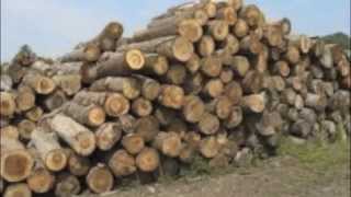 Deforestation A Documentary [upl. by Alicirp]