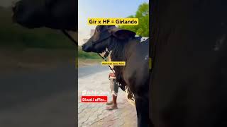 Diwali offer for all farmers Girlando cow for sale cow animalfarming cowbreed dairyfarm [upl. by Neih914]