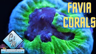 Favia coral care and tips [upl. by Nwahsav237]