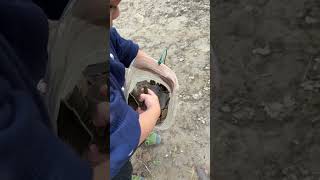 A cute kid planting peas in a pot Rural life A skilled worker [upl. by Buckley]