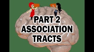 WHITE MATTER TRACTS OF THE BRAIN 23  ASSOCIATION TRACTS [upl. by Turley]