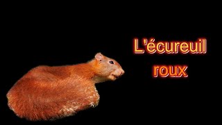 Lécureuil roux [upl. by Adnilem572]