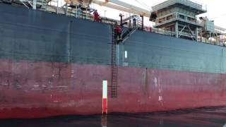 Pilot Disembarking Bulk Carrier by Pilot Ladder in Gage Roads [upl. by Caylor]