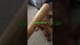 Lucky rockie [upl. by Ecirtemed]