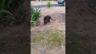 Tasmanian Pademelon  Tasmania Australia [upl. by Hooker516]