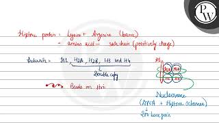 Read the following statements and choose the set of correct statementsA Euchromatin is loosely [upl. by Yorgen]