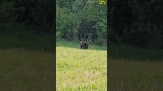 NIEDŹWIEDŹ w Bieszczadach Wybiega na Polanę [upl. by Paris]