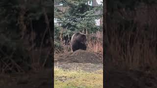 Brown bear daytime visit [upl. by Annis335]