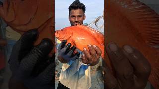 खोल समुद्रामध्ये सापडला लाल एकरु मासा Deep sea fishing boat seafood grouper india [upl. by Nosreme151]