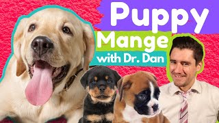 Puppy Mange or Demodex in dogs Dr Dan explains these mites [upl. by Sterner]