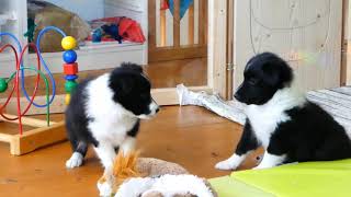 Sheltie Puppies Week 7 [upl. by Naida]