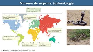 Morsure de serpent  une maladie tropicale négligée pas toujours tropicale [upl. by Ebsen262]