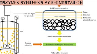 Enzymes synthesis by fermentation [upl. by Akinnej426]