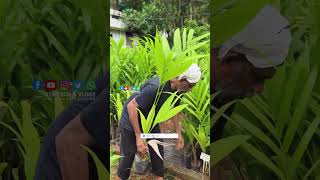 55 രൂപ മുതൽ കവുങ്ങ് തൈകൾ Green Agro Farm Randathani [upl. by Nilyak]