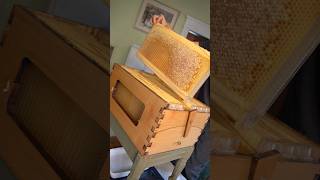 Finally harvesting honey from the Flow Hive Pt1 beekeeping bees flowhive honey honeyharvest [upl. by Damiano199]