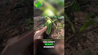 Pick Cucumbers Often to Grow More [upl. by Sean]