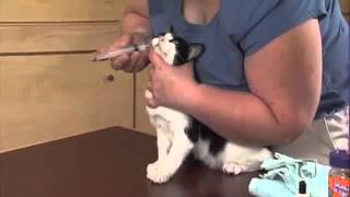 Giving Your Cat Liquid Medications Part 2  1 Person Procedure [upl. by Pernas]