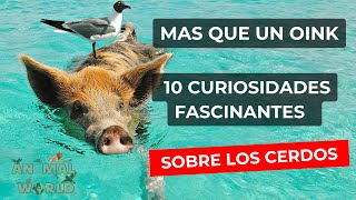 Descubre😲 los Secretos Mejor Guardados de los🐷 Cerdos 10 Datos Sorprendentes [upl. by Heather]