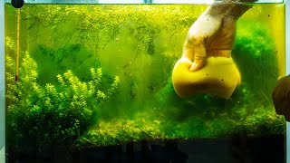 How to Get Rid of Aquarium Algae​  Causes Different Types amp Algae Eaters [upl. by Zarihs996]